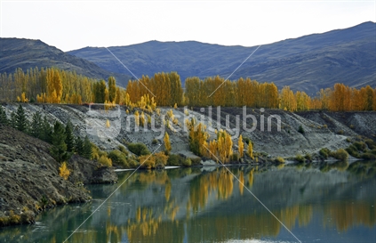 Bright colours of Autumn Poplar trees line the top of the banks of the Kawarau River, Central Otago.