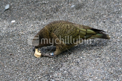 A kea eating banana.