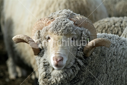 Closeup of a Merino Ram mustered awaiting shearing.