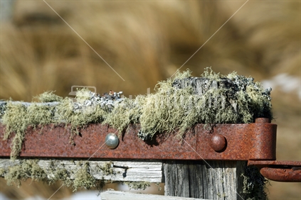 An old wooden gate covered with lichen, hanging off a rusty old hinge.