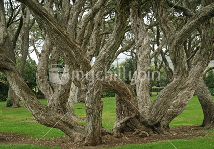 gnarled old pohutukawa trunks
 Very old gnarly and twisted branches of large pohutukawa trees in a picnic park in Northland. 