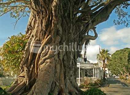 Twisted roots and trunk of very old Morton Bay Fig, Russell Northland.