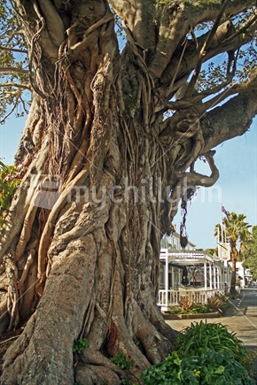 Twisted roots and trunk of very old Morton Bay Fig, Russell Northland.