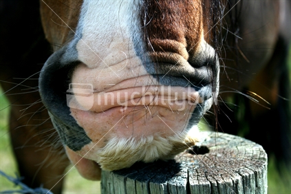 A Clydsdale horse chewing a wooden strainer post at the gate.
