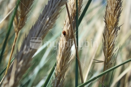 A lady bird on marram grass seed heads.