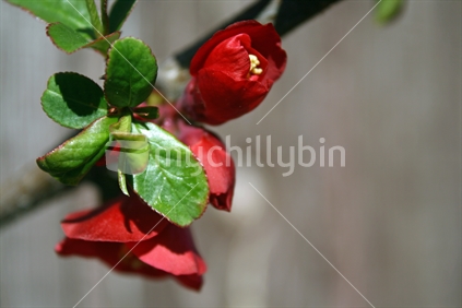 Dark red Japonica flowers and buds, spring, Central Otago.