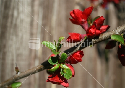Dark red Japonica flowers and buds, spring Central Otago.