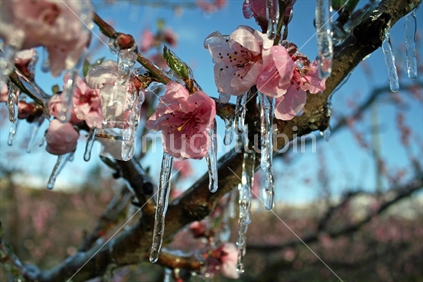 Ice protecting spring flowers on a frosty morning, Central Otago.
