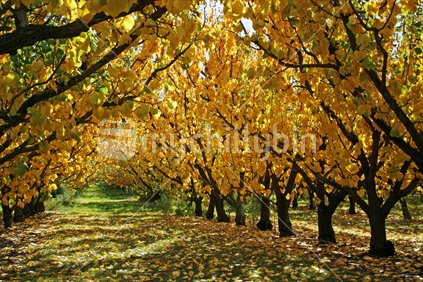 Beneath golden leaves of autumn, Central Otago.