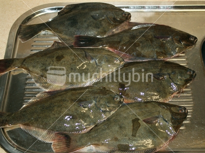 Fresh flounder prepared and ready to cook.