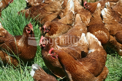 Free range hens grazing on grass in an open New Zealand paddock.