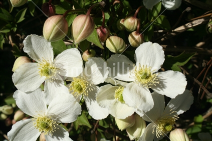 Closeup of native clematis flowers.