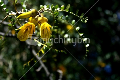 Kowhai is a native tree of New Zealand