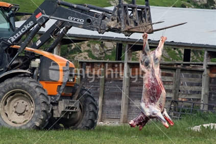 Homekill beef, skinned and hanging from the forks of a tractor.