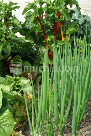 Mixed vegetables in a home garden.