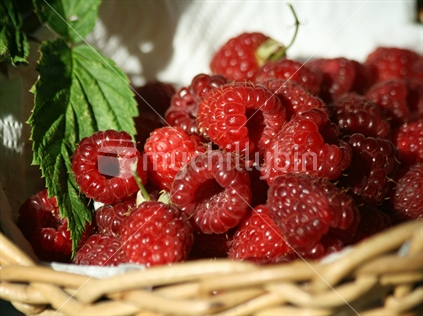 Sweet fresh raspberries, freshly picked.