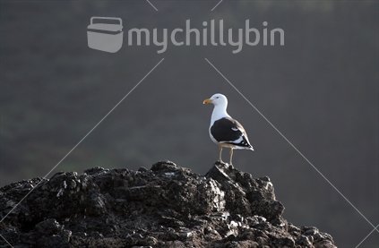 A lone black back gull sitting on a rock in the late afternoon sun.