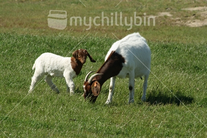 Nanny and kid goat, feeding on lush green pasture.