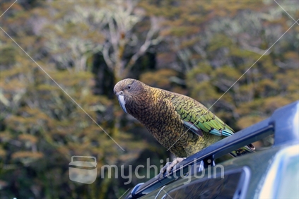 A kea watching from the roof of a vehicle.