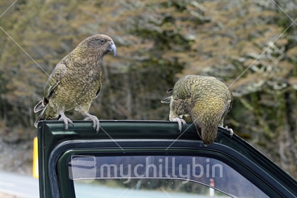 Two kea damaging the door rubber of a vehicle.