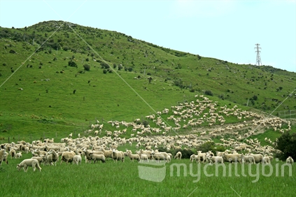 A mob of mustered ewes and lambs on green pasture.