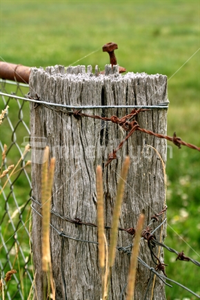 An old totara fence strainer post, with rusty bolt and barbed wire.