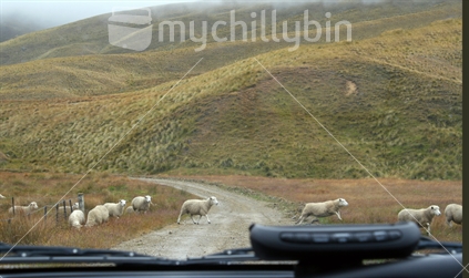 A flock of sheep bounding across a metal road in front of a vehicle. 