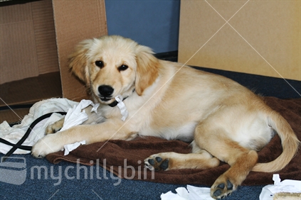 A golden retriever puppy, caught making a mess with paper.