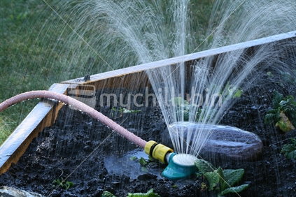 Watering a raised bordered garden, with a sprinkler.