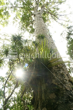 The trunk of a very tall Kauri tree, with sunlight glittering through undergrowth.
