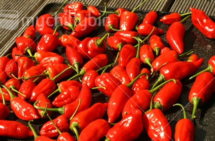 A tray of ripe red chilli peppers, drying in the sunshine.