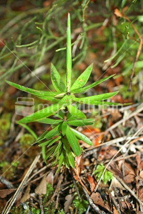 A seedling mingimingi tree in the undergrowth on a forest floor.