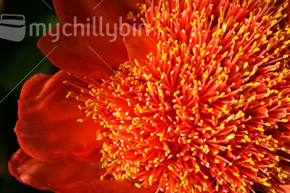 Closeup of a blood lily flower, growing in a Northland garden.