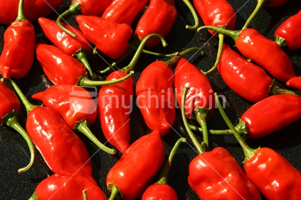 A tray of freshly picked chillies, drying naturally in the New Zealand sunshine.