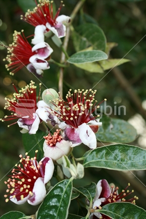 Flowering Feijoa plant