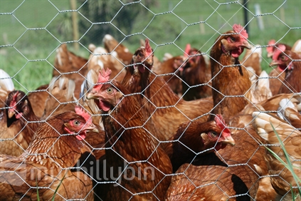 A flock of free range red shaver hens, enclosed outside behind a wire mesh fence.