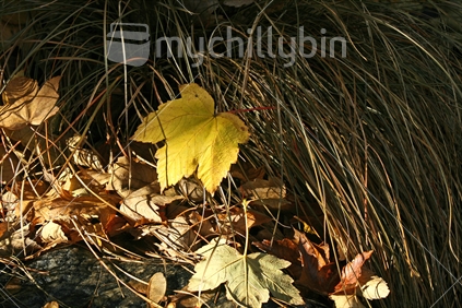 Autumn leaves lying tangled in tussock grass, Central Otago.