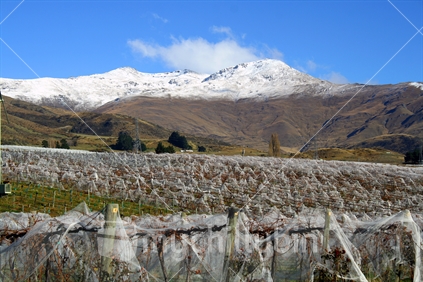 White net protection, lifted from grapevines in autumn, with snow covered hills in background, Gibbston Valley Central Otago.
