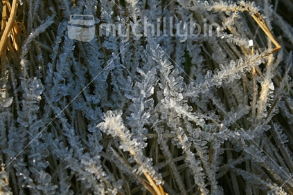 Early morning hoarfrost crystal detail on blades of grass.