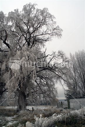 Willow trees and fence, covered with hoarfrost, Central Otago.