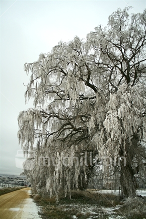 Huge weeping willow trees, hanging heavy with hoarfrost, Central Otago.