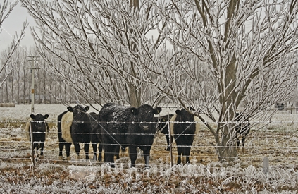 A small herd of Belted Galloway cows and calves in hoarfrost, Central Otago.
