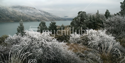 Wintery scene of Lake Dunstan, with hoarfrosted trees.