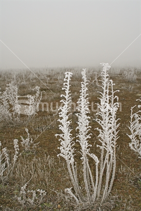 Stalks and seedhead of wild vipers bugloss plants, covered with hoarfrost.