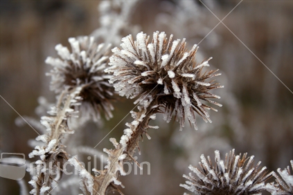 Textural difference between harsh thistle and soft hoarfrost.