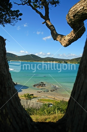 Matai Bay, framed by the forked trunk of a large Pohutukawa tree.  Far North.
