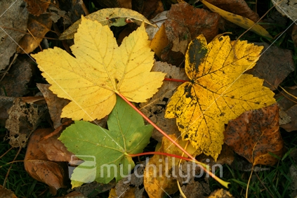 Vibrant colours of fallen autumn leaves.
