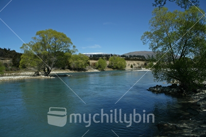 Spring growth on willow trees lining the swift flowing Clutha River, Central Otago.
