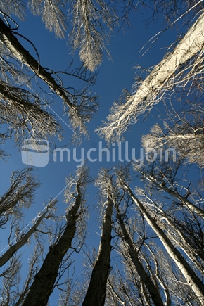 Bare trunks and branches of tall poplar trees, reaching skyward.