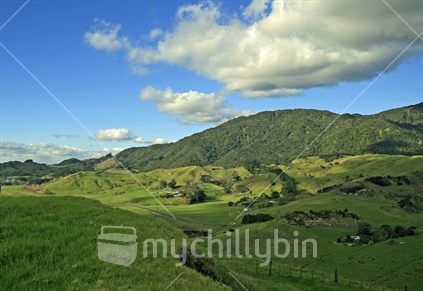 Rolling green pasture in Northland.